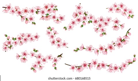 Vector illustration of spring bloom branch with pink flowers, buds. Realistic design isolated on white. Blooming cherry tree twigs set, branches blossom collection.