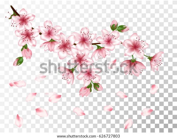 ピンクの花 芽 花びらが落ちる春の花の枝のベクターイラスト 透明グリッド上にリアルなデザイン 花が咲く桜の木が小枝 リンゴ 桃 アンズの花が咲く枝 のベクター画像素材 ロイヤリティフリー