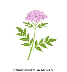 vector illustration, spring blooming valerian, medicinal plant isolated on white background.