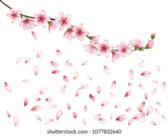 Vector illustration of spring blossom branch with pink flowers, buds and falling petals. Realistic design isolated on white with place for text. Greeting or invitation card template.