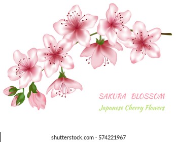 Vector illustration of spring blossom branch with pink flowers and buds. Realistic spring illustrations isolated on white — japanese cherry blooming, sakura bloom or chinese cherry blossom branch.