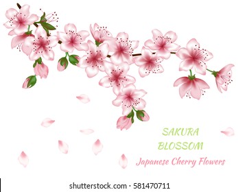 Vector illustration of spring blossom branch with pink flowers, buds and falling petals. Realistic design isolated on white with place for text. Greeting or invitation card template with blooming.