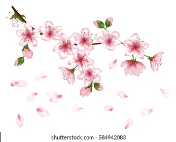 Vector illustration of spring blossom branch with pink flowers, buds and falling petals. Realistic design isolated on white. Greeting or invitation card template with blooming cherry. Congratulations