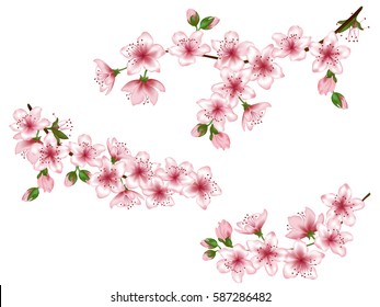 Vector illustration of spring blossom branch with pink flowers, buds. Realistic design isolated on white. Greeting or invitation card elements with blooming cherry. Set of tree twigs, flower branches.