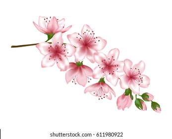 Vector illustration of spring blossom branch with pink flowers, buds and falling petals. Realistic design isolated on white with place for text. Greeting or invitation card template.