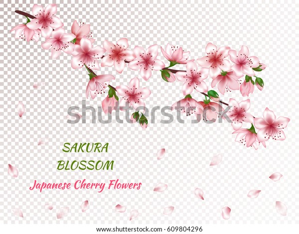 ピンクの花 つぼみ 花びらが落ちる春の花の枝のベクターイラスト 文字用の配置を持つ透明グリッド上にリアルなデザイン 案内状または招待状テンプレート のベクター画像素材 ロイヤリティフリー