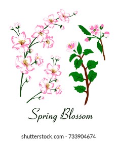 Vector illustration of spring blossom. Green leaves and pink flowers on white background. Tree branches with flowers.