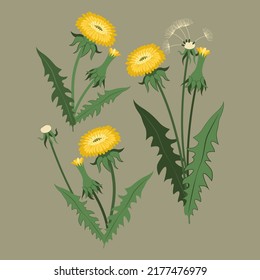 vector illustration spring dandelions, blowball