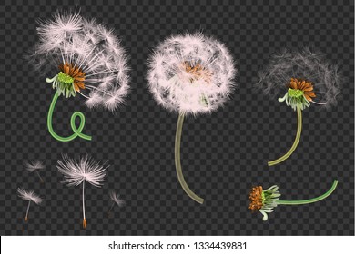 Vector illustration of spring dandelions on transparent background. Dandelion seeds blowing from stem.