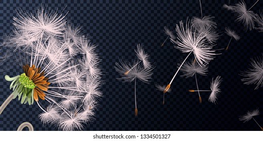 Vector illustration of spring dandelions on transparent background. Dandelion seeds blowing from stem.