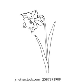 Vector illustration of spring flower. Monochrome outline drawing of daffodil. Botanical sketch, isolated element, design for postcards, greetings.