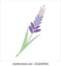 vector illustration spring flower purple