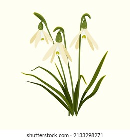 Vector illustration with spring flower the snowdrop. Gardening and spring illustration for background, textile, poster, scrapbooking, set of stickers, greeting cards, party invitations, tags.