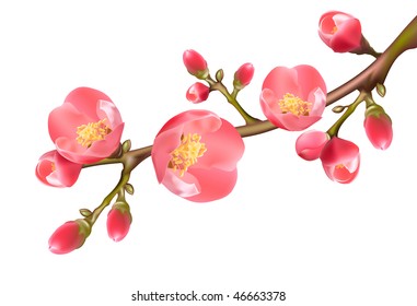 Vector illustration. Spring Flowering quince.