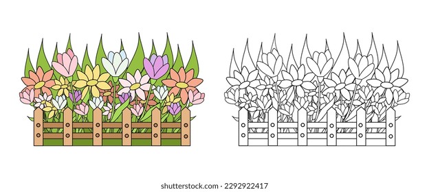 Vector illustration of spring flowers in the front garden. An outline black and white drawing and a color version for an example