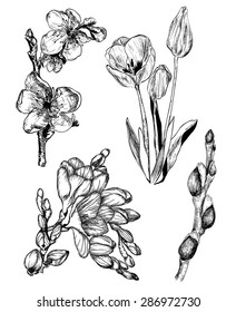 Vector illustration of spring flowers in sketch style: Sakura, Tulip, Freesia and Willow buds