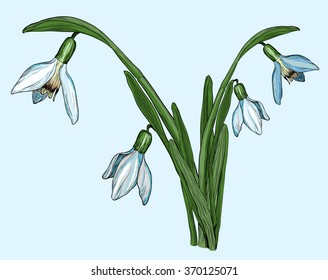 Vector illustration of spring flowers snowdrops