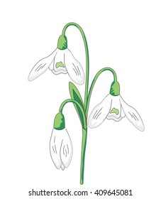 Vector illustration spring flowers white snowdrops