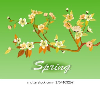 Vector illustration spring. Fully open sakura flower blossoms. Postcard