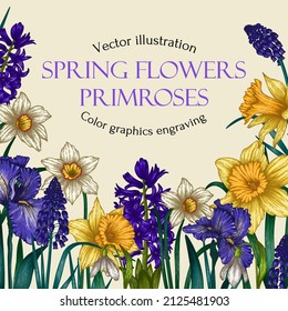 Vector illustration of a spring garden. Banner template. Graphic linear colored flowers. Daffodil, irise, muscari, hyacinth, snowdrop