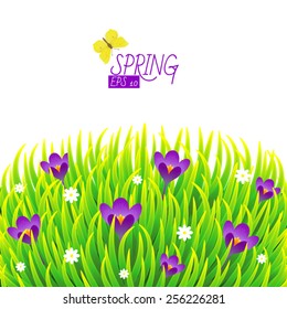 Vector illustration spring green grass with flowers crocuses