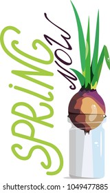 Vector illustration spring green onion in a transparent can and lettering spring now