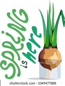 vector illustration spring green onion in a transparent can and lettering spring is here
