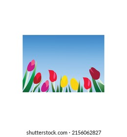 Vector Illustration of spring and summer nature tulip flowers in the garden for background