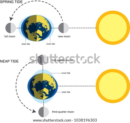 Vector Illustration Spring Tide Neap Tide Stock Vector (Royalty Free ...