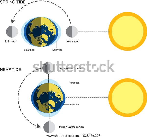 Vector Illustration Spring Tide Neap Tide Stock Vector (Royalty Free ...