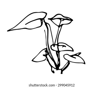 a vector illustration sprout plant ink graphics