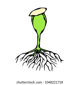 Vector Illustration of Sprout with Seed and Roots. Seedling, Shoot, Sapling Gardening Plant. Trees, Flowers, Vegetables Cucumber, Zucchini, Pumpkin, Melons Growing. Hand Drawn. Savoyar Doodle Style.