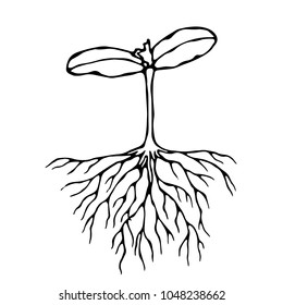 Vector Illustration of Sprout with Three Leves and Roots. Seedling, Shoot, Gardening Plant. Trees, Flowers, Vegetables Cucumber, Zucchini, Pumpkin, Melons Growing. Hand Drawn. Savoyar Doodle Style.