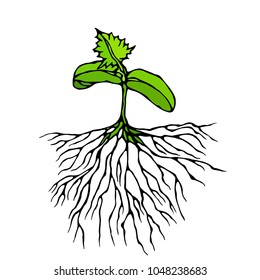 Vector Illustration of Sprout with Three Leves and Roots. Seedling, Shoot, Gardening Plant. Trees, Flowers, Vegetables Cucumber, Zucchini, Pumpkin, Melons Growing. Hand Drawn. Savoyar Doodle Style.