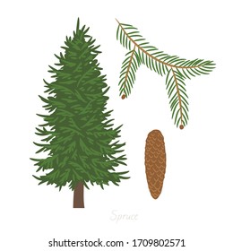 Vector illustration of Spruce tree and its parts. 
