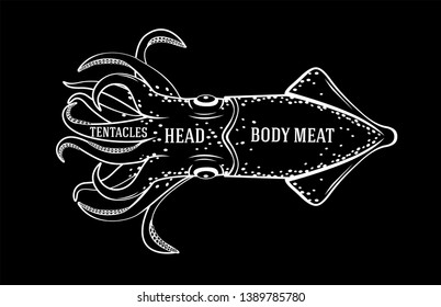 Vector illustration of a squid with fishmonger cutting guide