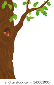 Vector illustration of a squirrel in the oak, isolated on white