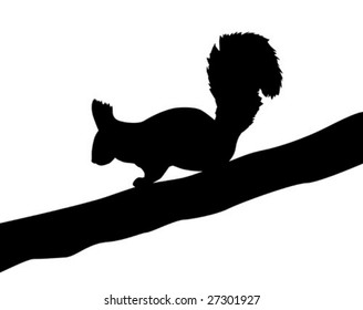 vector illustration of the squirrel on white background