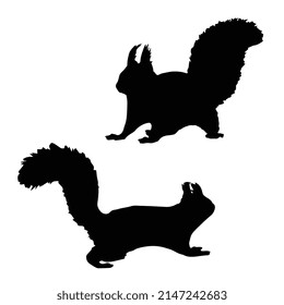 Vector illustration of Squirrel silhouette