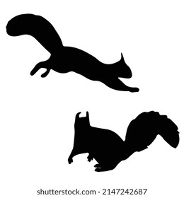 Vector illustration of Squirrel silhouette