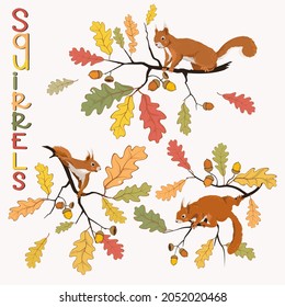 Vector illustration of squirrels on the oak branches whis colorful autumn leaves and acorns