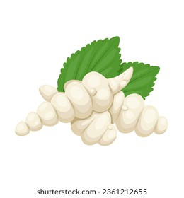 Vector illustration, Stachys affinis, commonly called crosne, Chinese artichoke, Japanese artichoke, knotroot, or betony artichoke, isolated on white background.