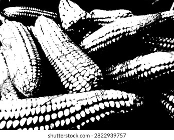 Vector illustration of stacked dried corn cobs in high contrast black stencil silhouette. Agricultural harvest and corn kernels texture graphic.