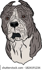 Vector illustration of a staffordshire terrier isolated on a white background. Portrait of a dog pitbull for printing on packaging, menu, clothes, logo, blank for designers, element