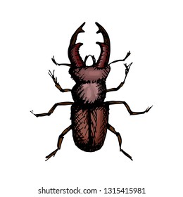 
vector illustration of a stag beetle drawn by hand in the style of doodle, vintage