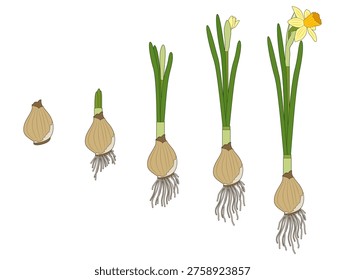 Vector illustration. Stages of daffodil growth. Bulb, sprout and flower. Elegant spring illustration