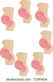 Vector illustration stages of development of a germ in a womb of mother