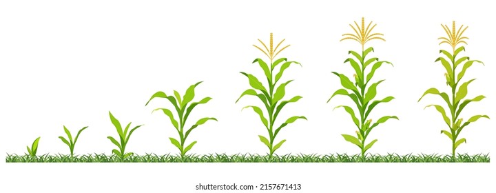 Vector illustration stages development maize in agriculture.