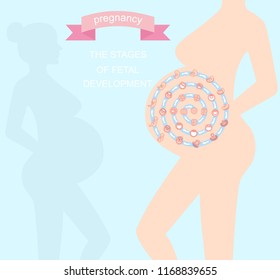 vector illustration stages of fetal development. isolated on white background. Pregnancy. Fetal growth from fertilization to birth, fetus development. Embryo development.