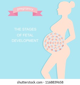 vector illustration stages of fetal development. isolated on white background. Pregnancy. Fetal growth from fertilization to birth, fetus development. Embryo development.